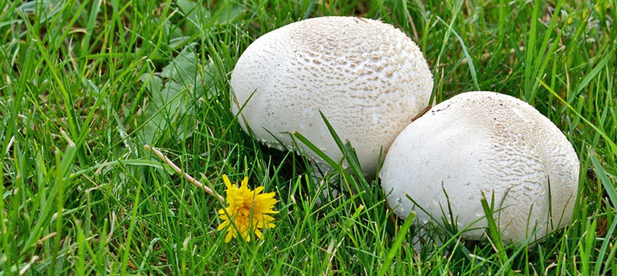 A beef steak fungus mushroom