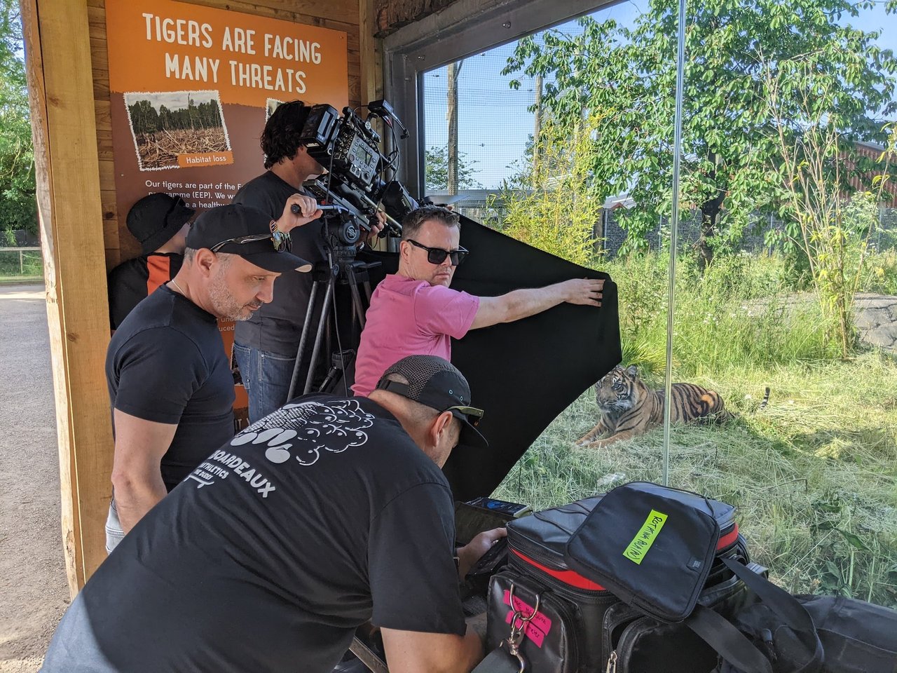 A film crew filming a tiger through the glass of its enclosure