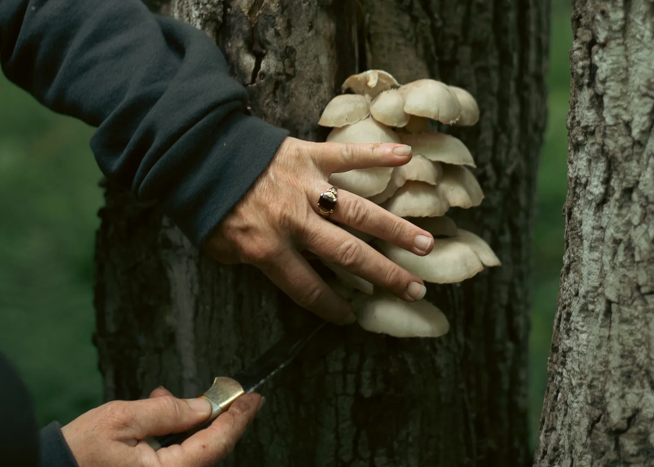 Someone using a mushroom knife to remove mushrooms from a tree